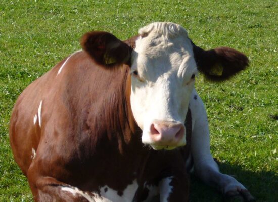 Tiere_P1000369