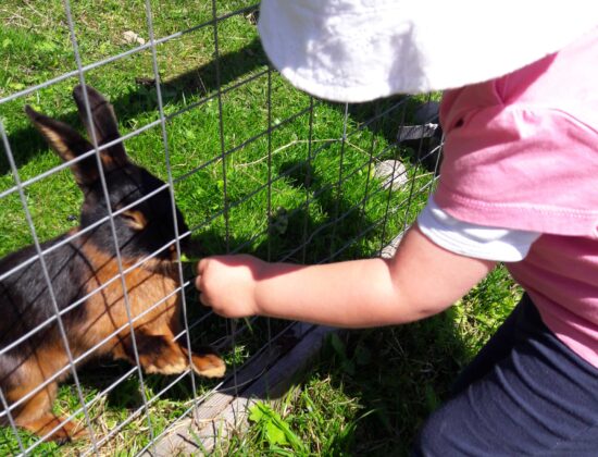 bauernhof_tiere_woerz