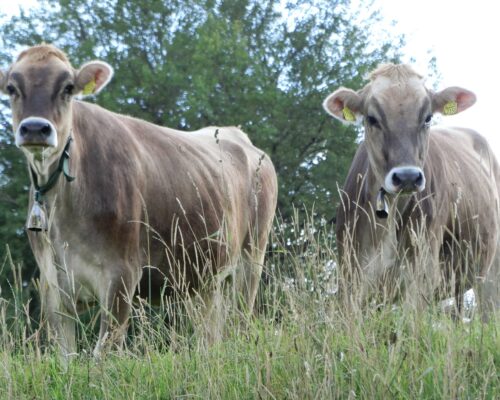 bauernhof_tiere_woerzCIMG2151