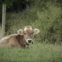 bauernhof_tiere_woerzCIMG2189 (2)