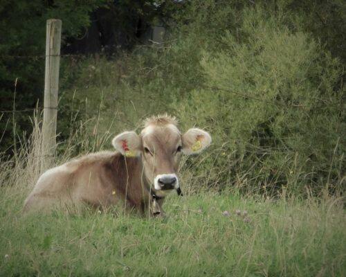 bauernhof_tiere_woerzCIMG2189 (2)